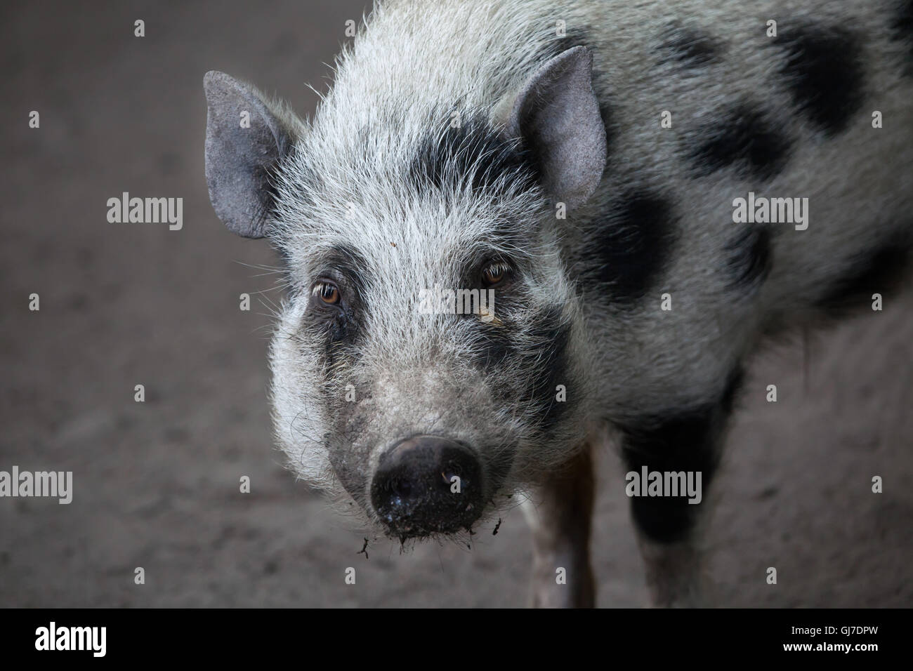 Göttingen porc miniature (Sus scrofa domesticus) à Decin Zoo dans le Nord de la Bohême, République tchèque. Banque D'Images