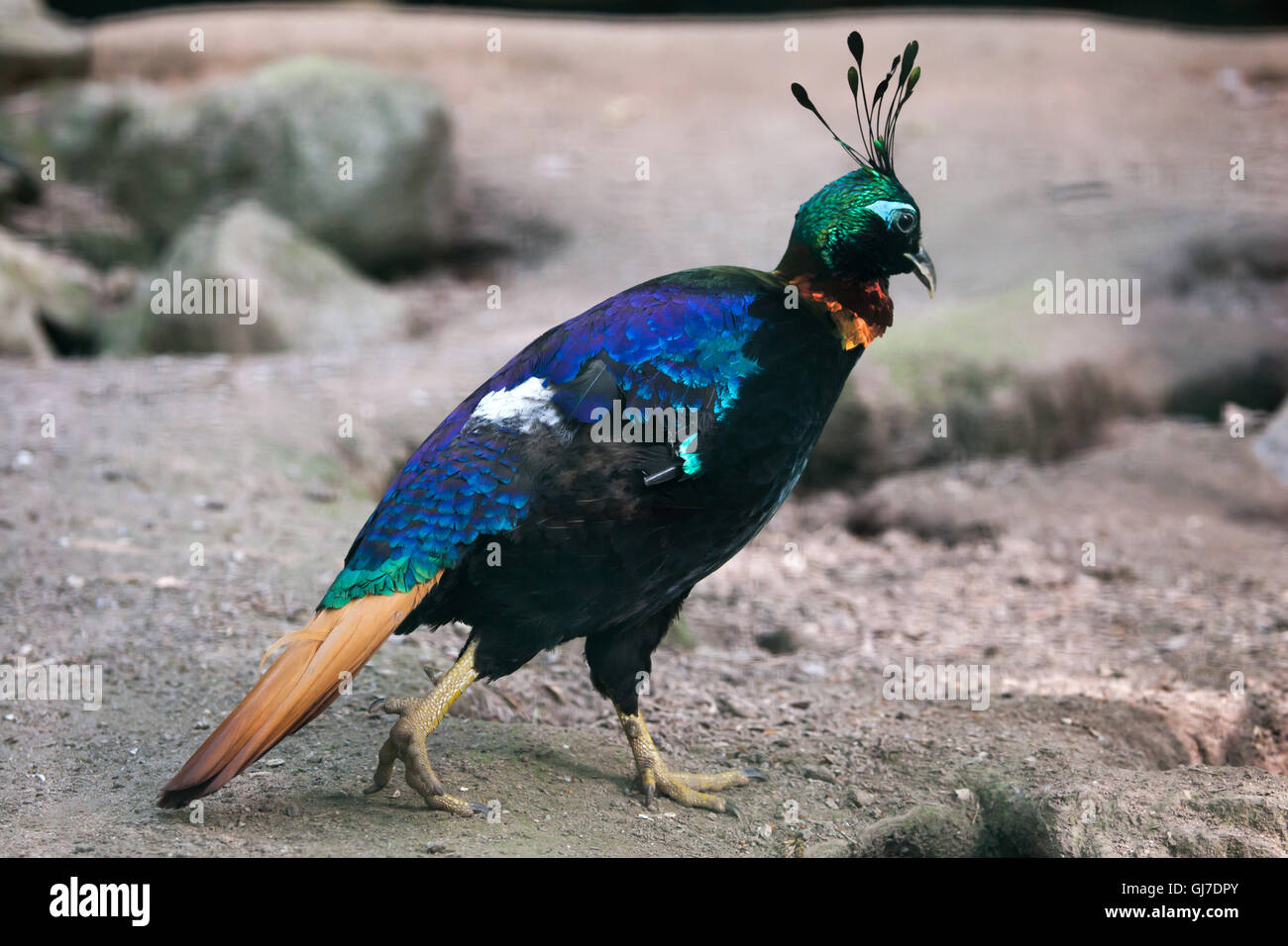 Himalayan monal (Lophophorus impejanus), également connu sous le nom de l'Impeyan monal à Decin Zoo dans le Nord de la Bohême, République tchèque. Banque D'Images