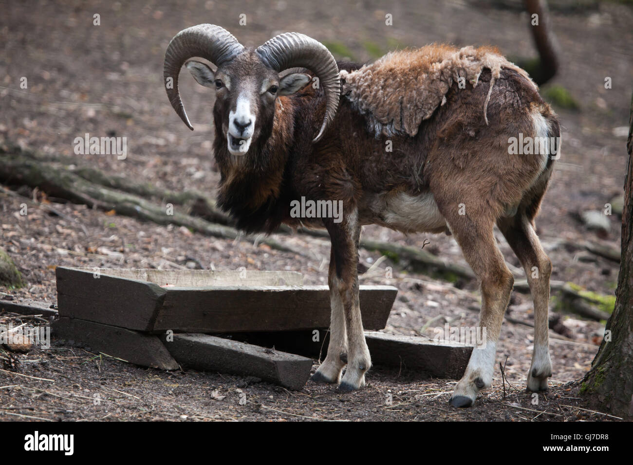 Mouflon européen (Ovis orientalis musimon) à Decin Zoo dans le Nord de la Bohême, République tchèque. Banque D'Images