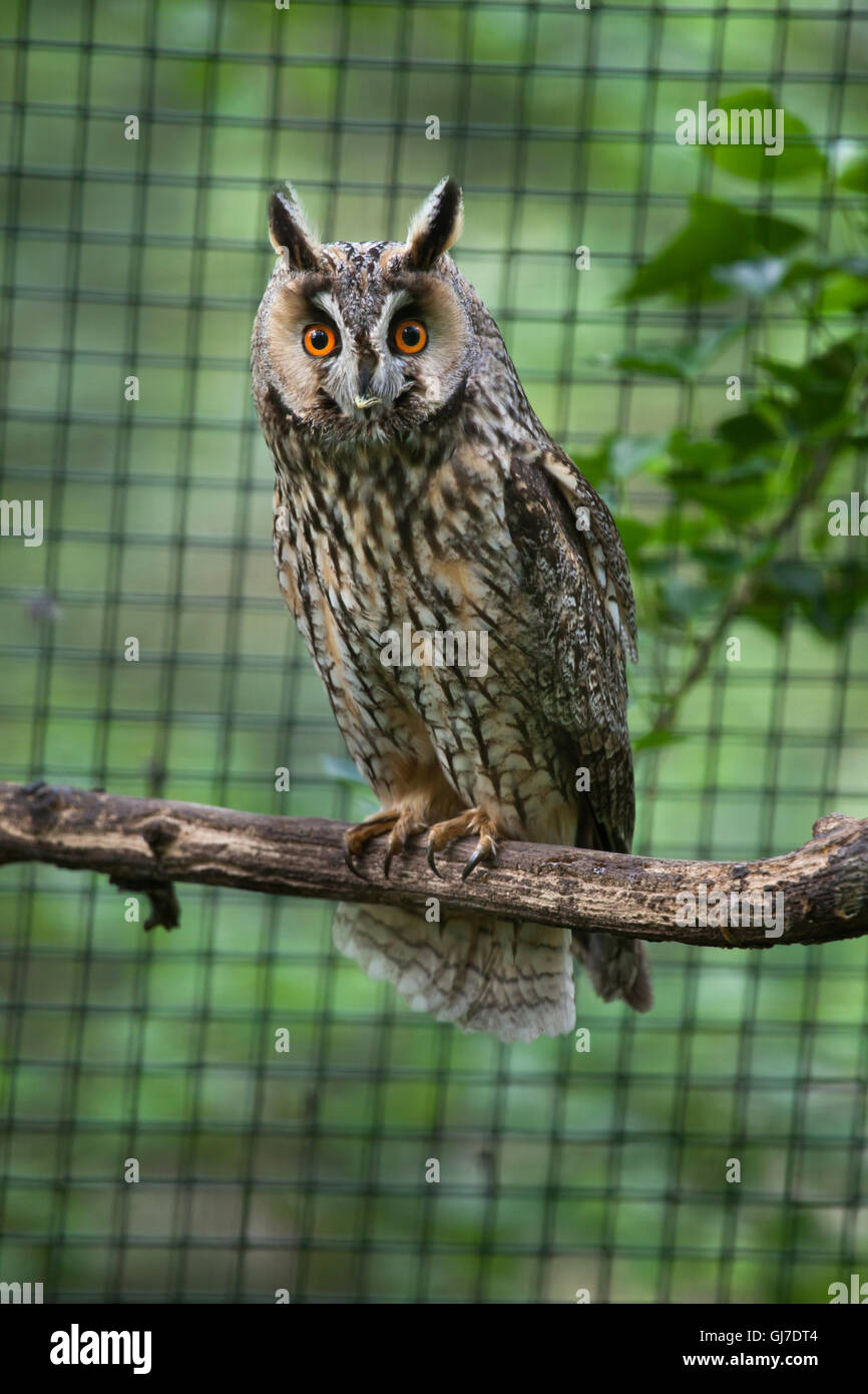 Long-eared Owl (Asio otus) à Decin Zoo dans le Nord de la Bohême, République tchèque. Banque D'Images