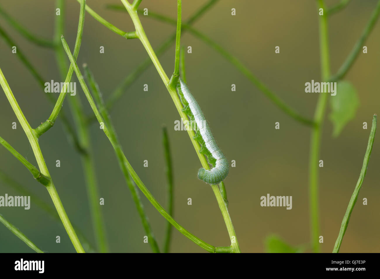 Aurorafalter, Raupen, Raupe, Aurora-Falter Anthocharis cardamines,, orange-tip, Caterpillar, L'Aurore. Mimese Tarntrac Tarnung,, Banque D'Images