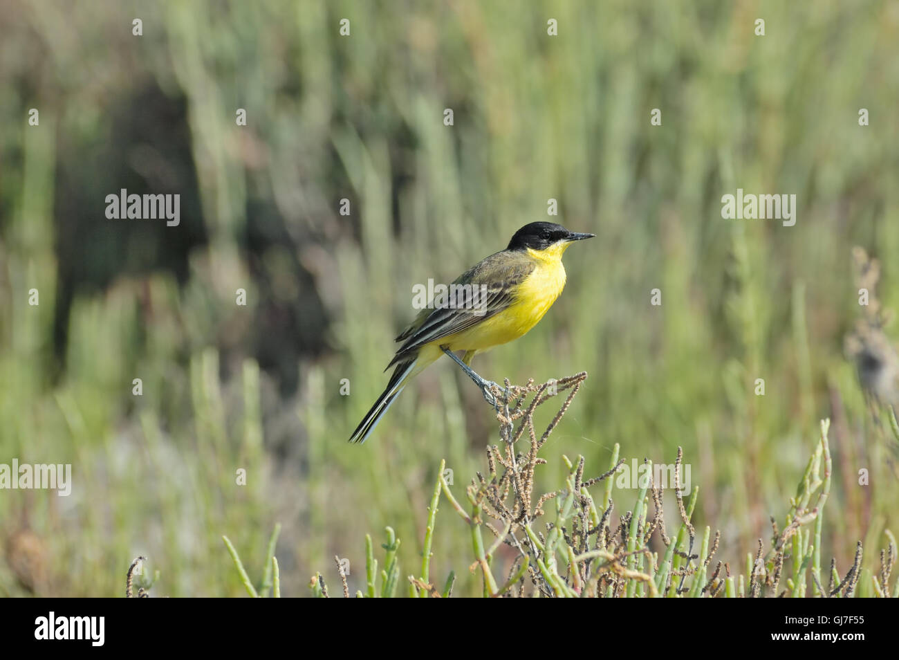 Black-percheurs (Bergeronnette printanière Motacilla feldegg) à été pré. La Turquie Banque D'Images