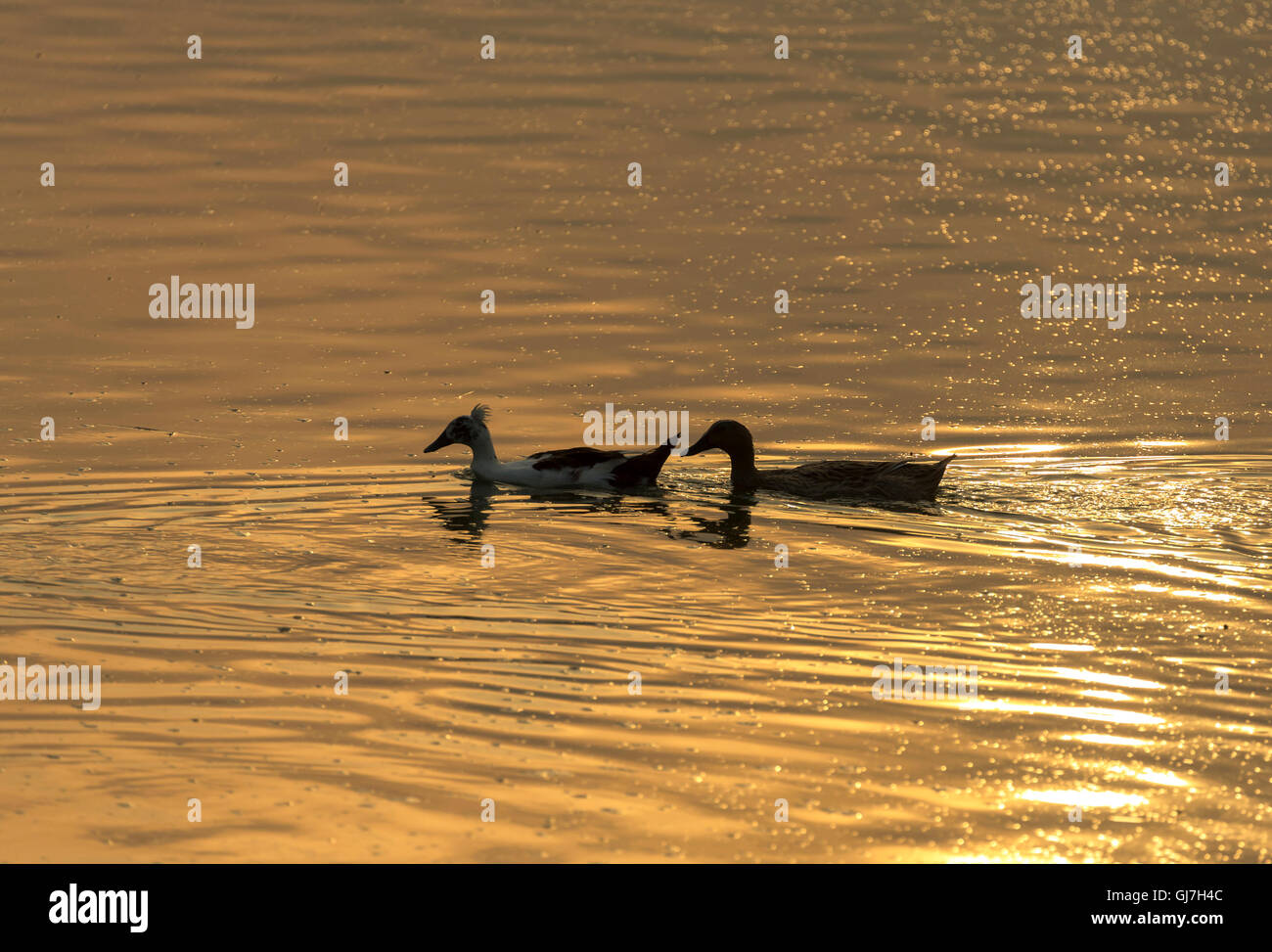Deux canards sont des amis piscine retour à l'accueil au coucher du soleil. Banque D'Images