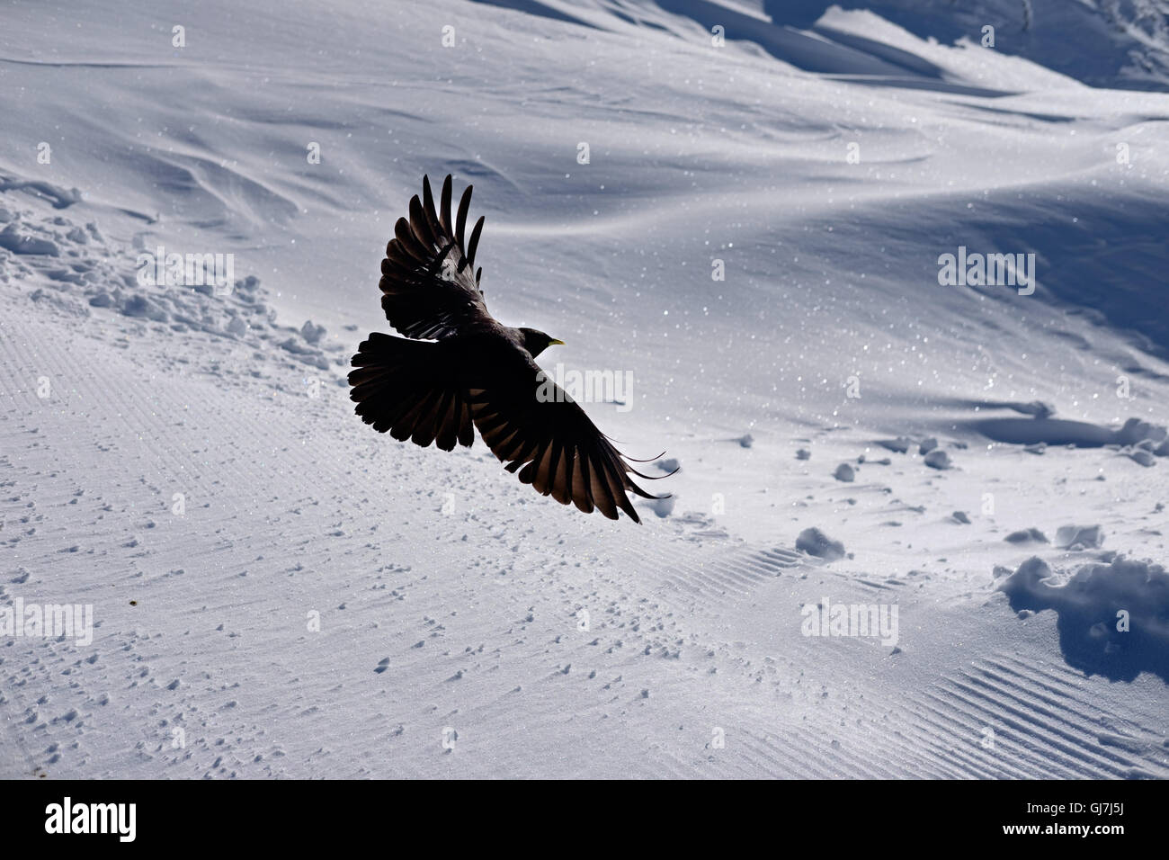 Un aigle-comme crow prend son envol sur une montagne de neige à Untersberg Salzburg Autriche Banque D'Images