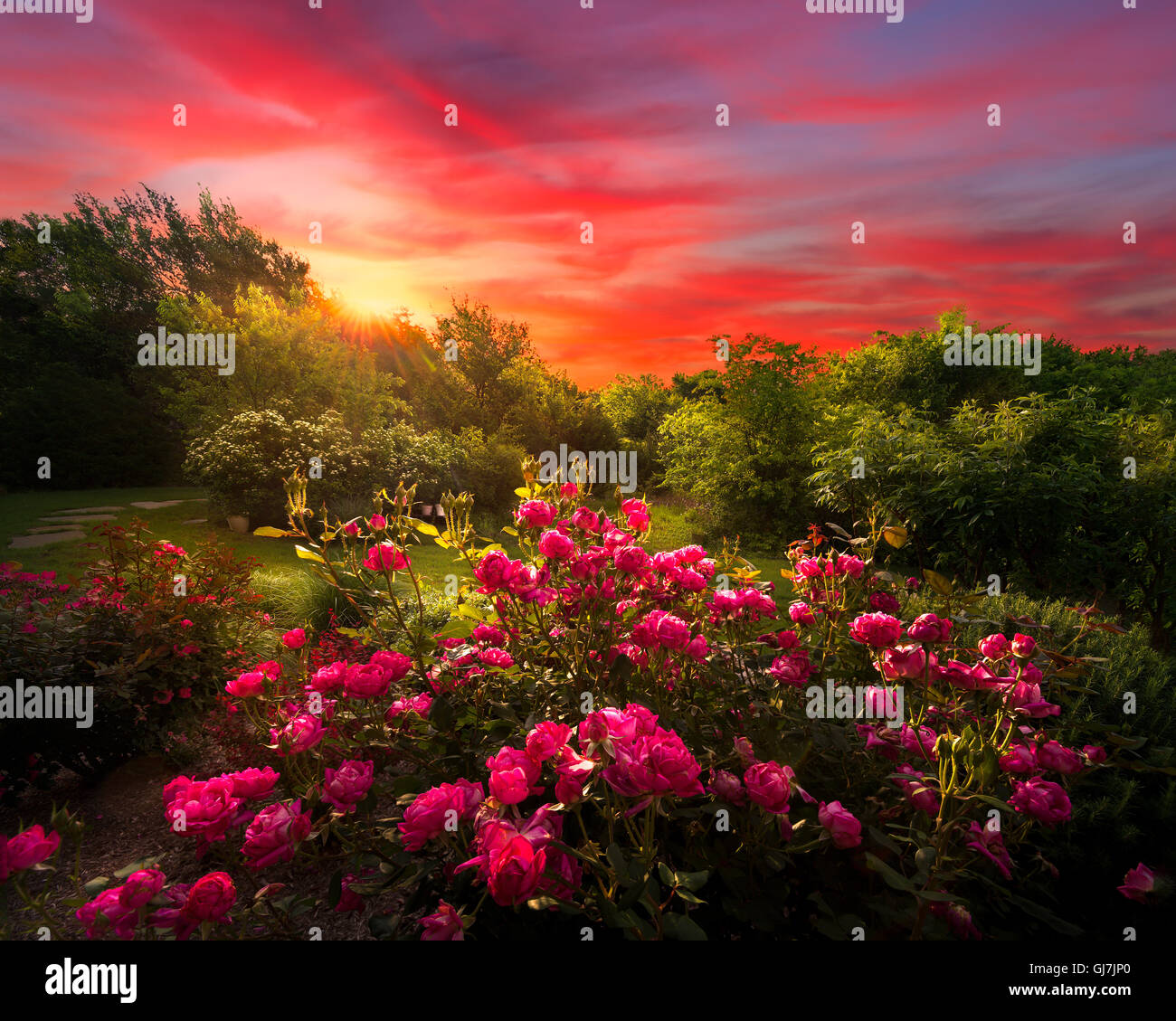 Paysage d'espace rural avec des roses rose baignée par la lumière du matin Banque D'Images