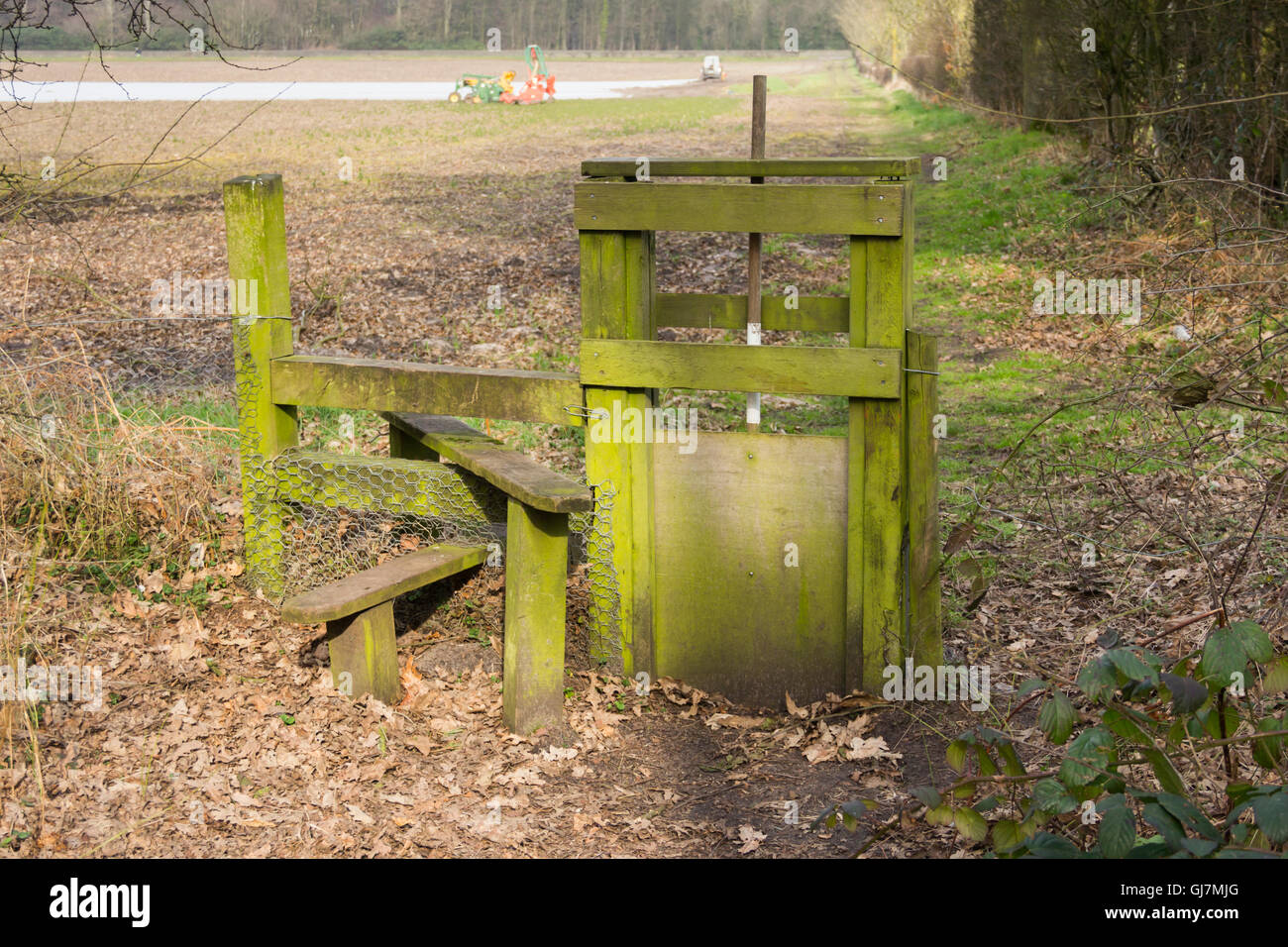 Les chiens stile sur un sentier boisé. Le style traditionnel a un bonus d'un fonctionnement manuel chien porte. Banque D'Images