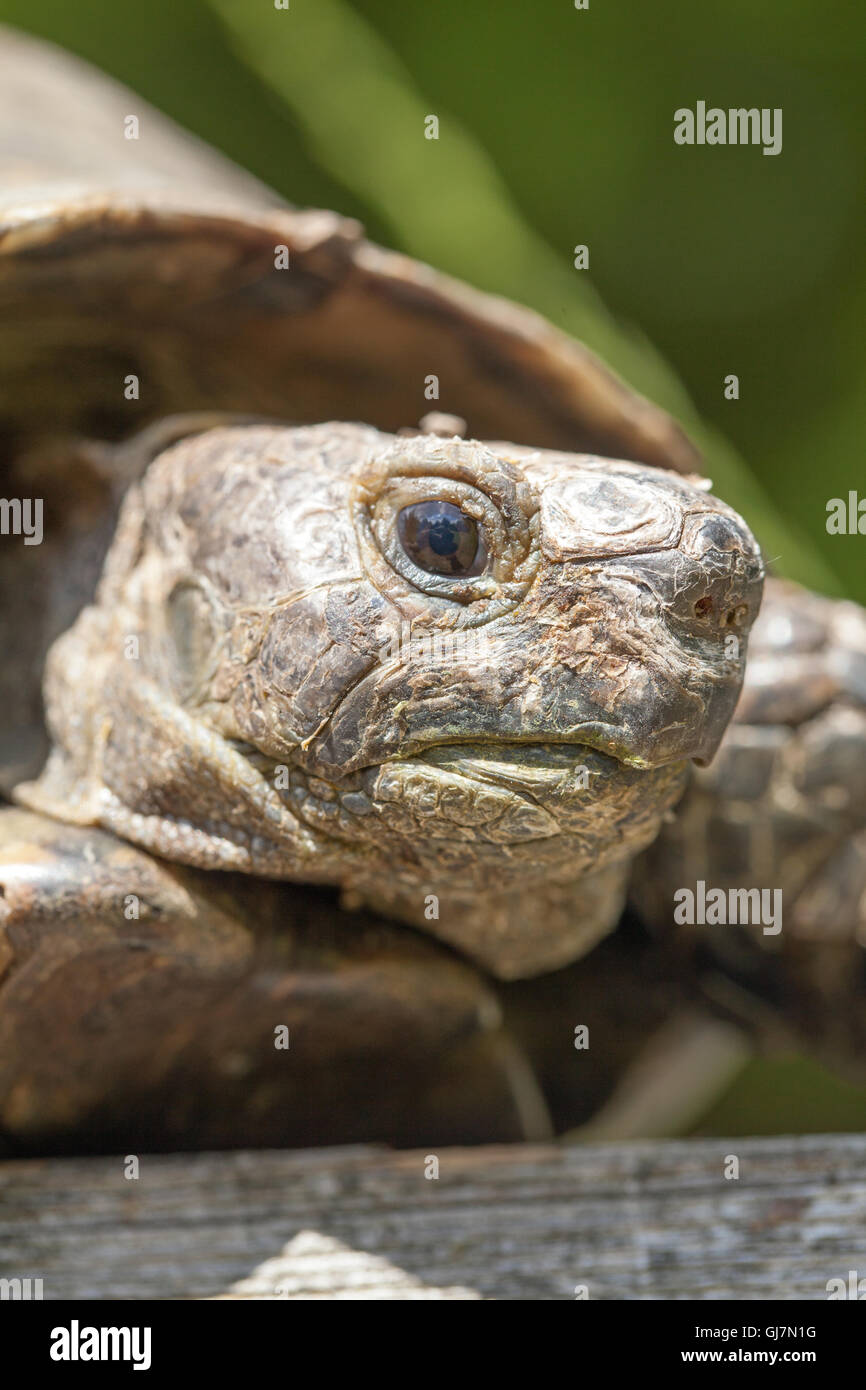 Épi Méditerranéen-thighed Tortoise (Testudo graeca). Head, portrait d'un vieil animal, au moins 70 ans et vivant au Royaume-Uni. Banque D'Images