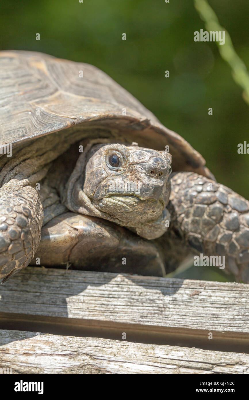Épi Méditerranéen-thighed Tortoise (Testudo graeca). Head, portrait d'un vieil animal, au moins 70 ans et vivant au Royaume-Uni. Banque D'Images