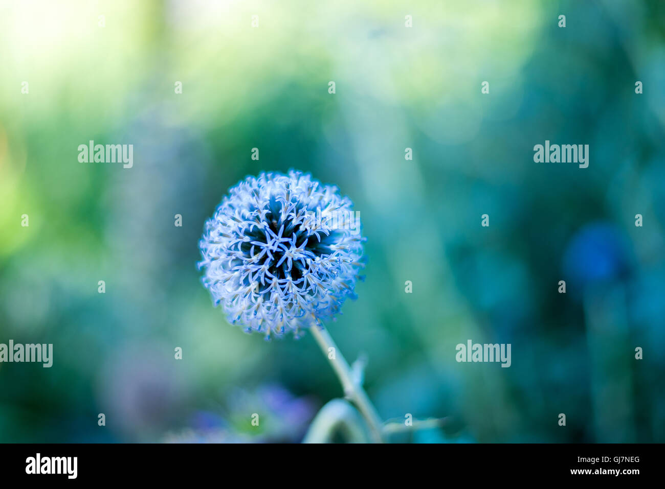 Globe thistle plante dans la nature Banque D'Images
