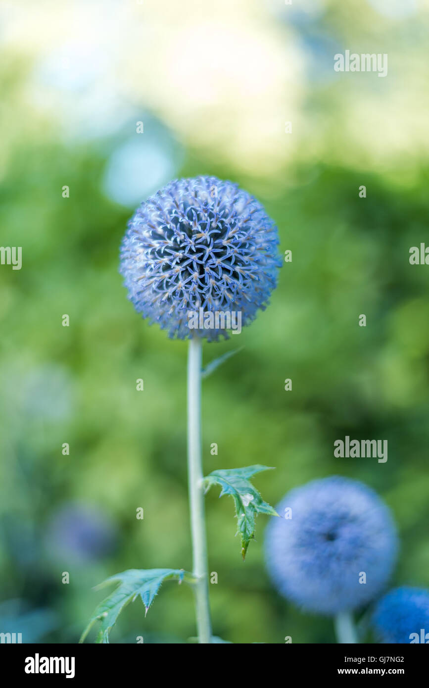 Globe thistle plante dans la nature Banque D'Images