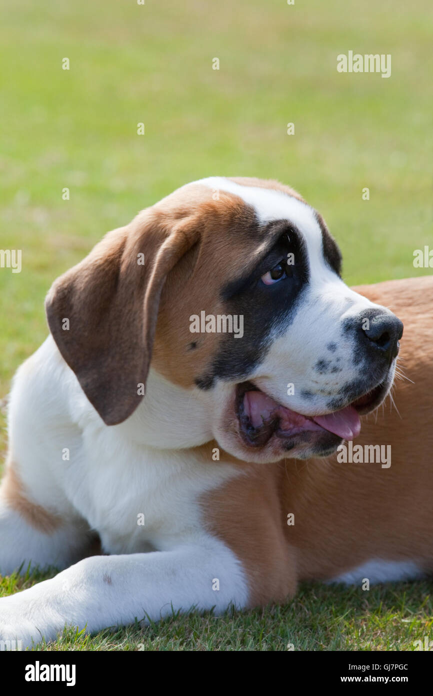 Chien Saint Bernard. Produites à l'origine comme une race capable de rechercher des personnes perdues, même sous la neige, dans les Alpes de la Suisse, l'Europe. Banque D'Images