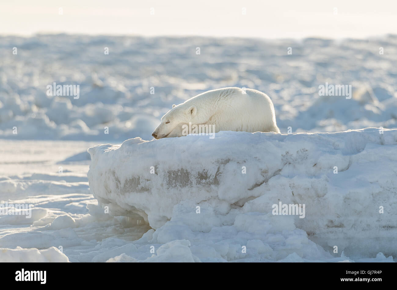 L'ours polaire sur la glace de couchage berg Banque D'Images