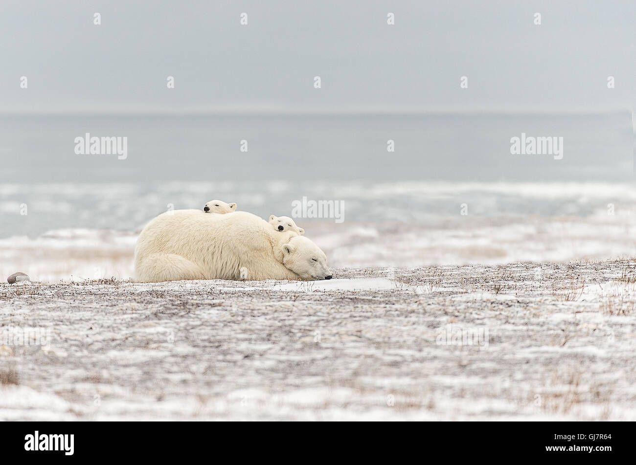 Mère Ours polaire avec ses deux petits dormir sur son dos Photo Stock -  Alamy