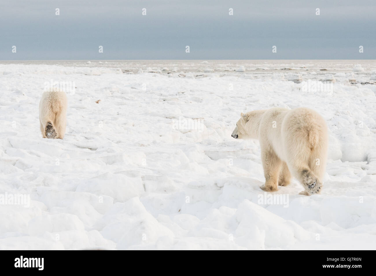 Deux ours polaires mâles marche sur tundra Banque D'Images