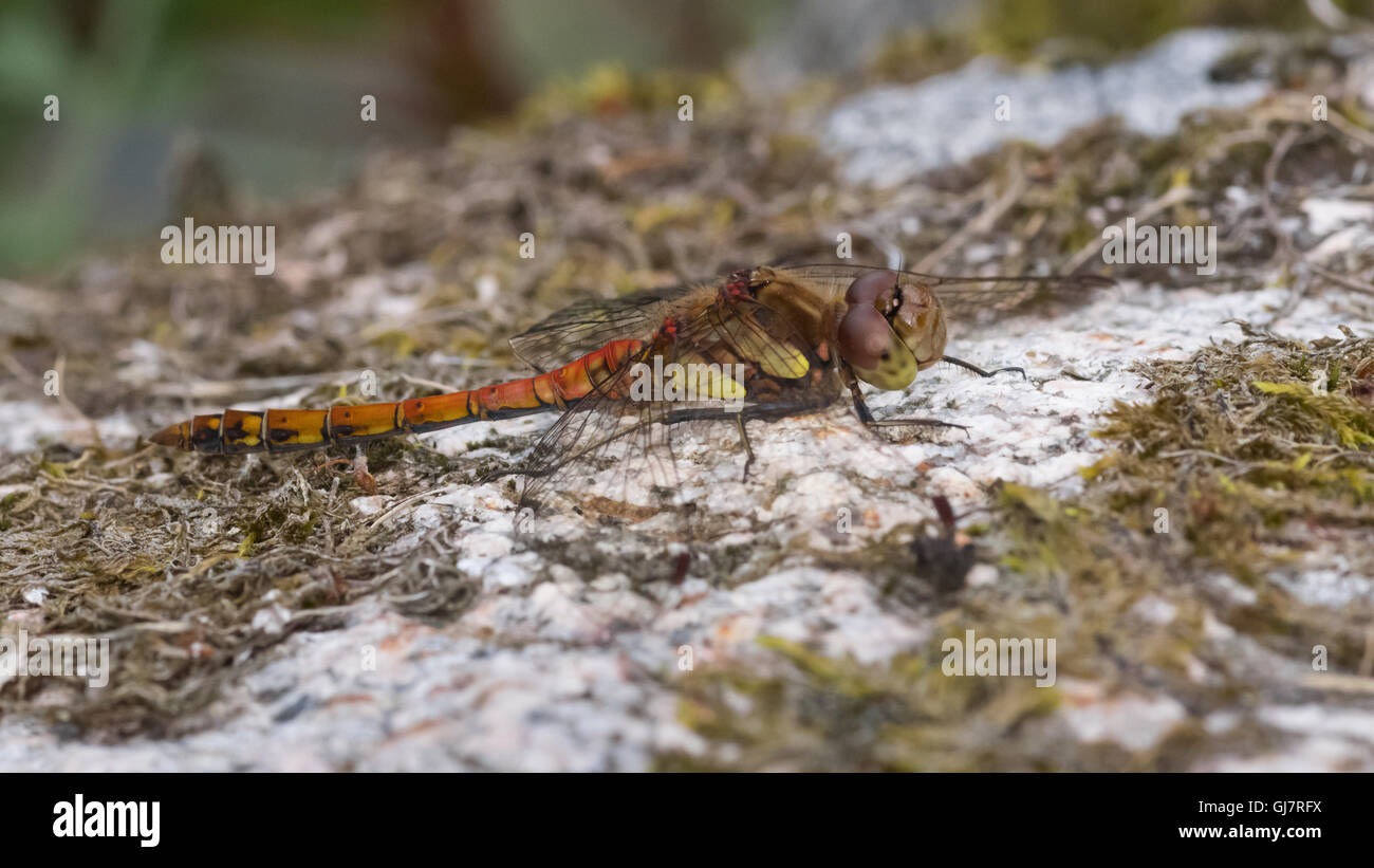 Dard commun homme, nouvelle abbaye Mill Pond, Dumfries et Galloway, Écosse, Royaume-Uni Banque D'Images