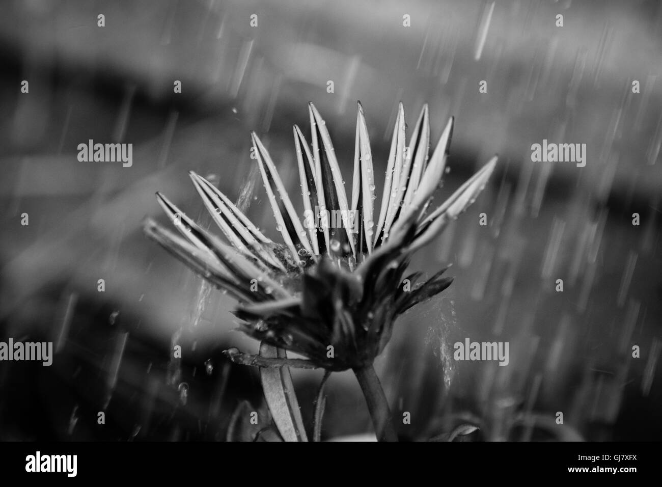 Image en noir et blanc de Gazania dans une tempête de pluie Banque D'Images
