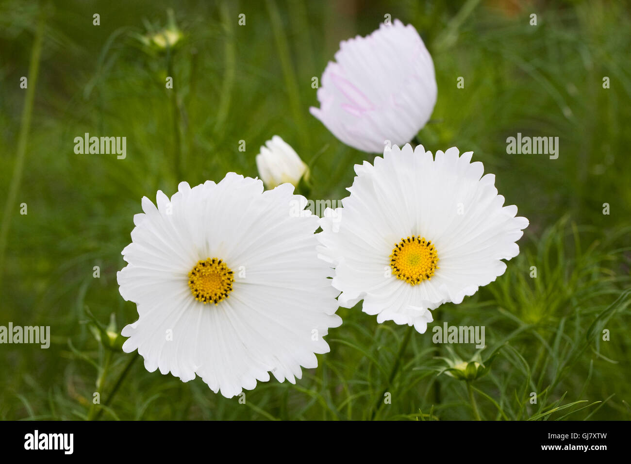 Cosmos bipinnatus 'Blanc' Cupcake fleurs. Banque D'Images
