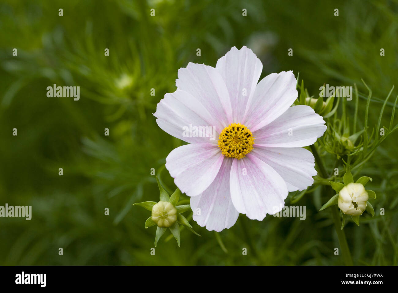 Cosmos bipinnatus 'Versailles Flush' fleur. Banque D'Images