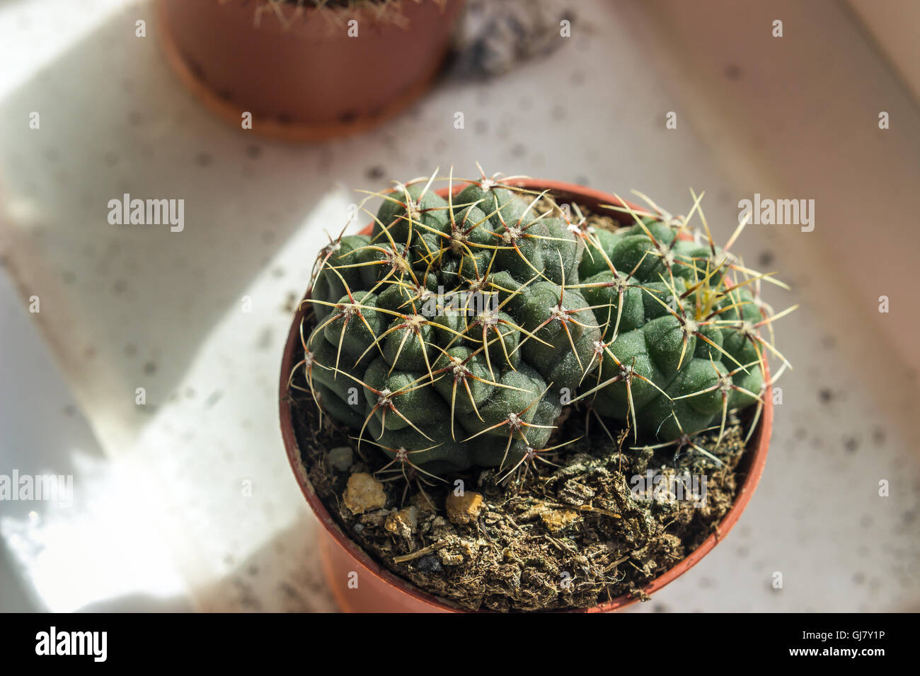 Les Gymnocalycium cactus pousse dans un pot de fleurs Banque D'Images