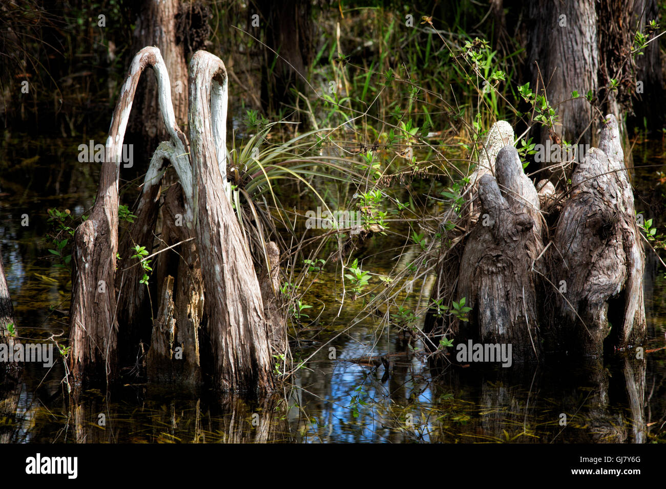 Au sein de l'inévitable enchevêtrement de la Cypress swamp wilderness sont certains gnarly genoux avec des formes et des textures intéressantes. Banque D'Images