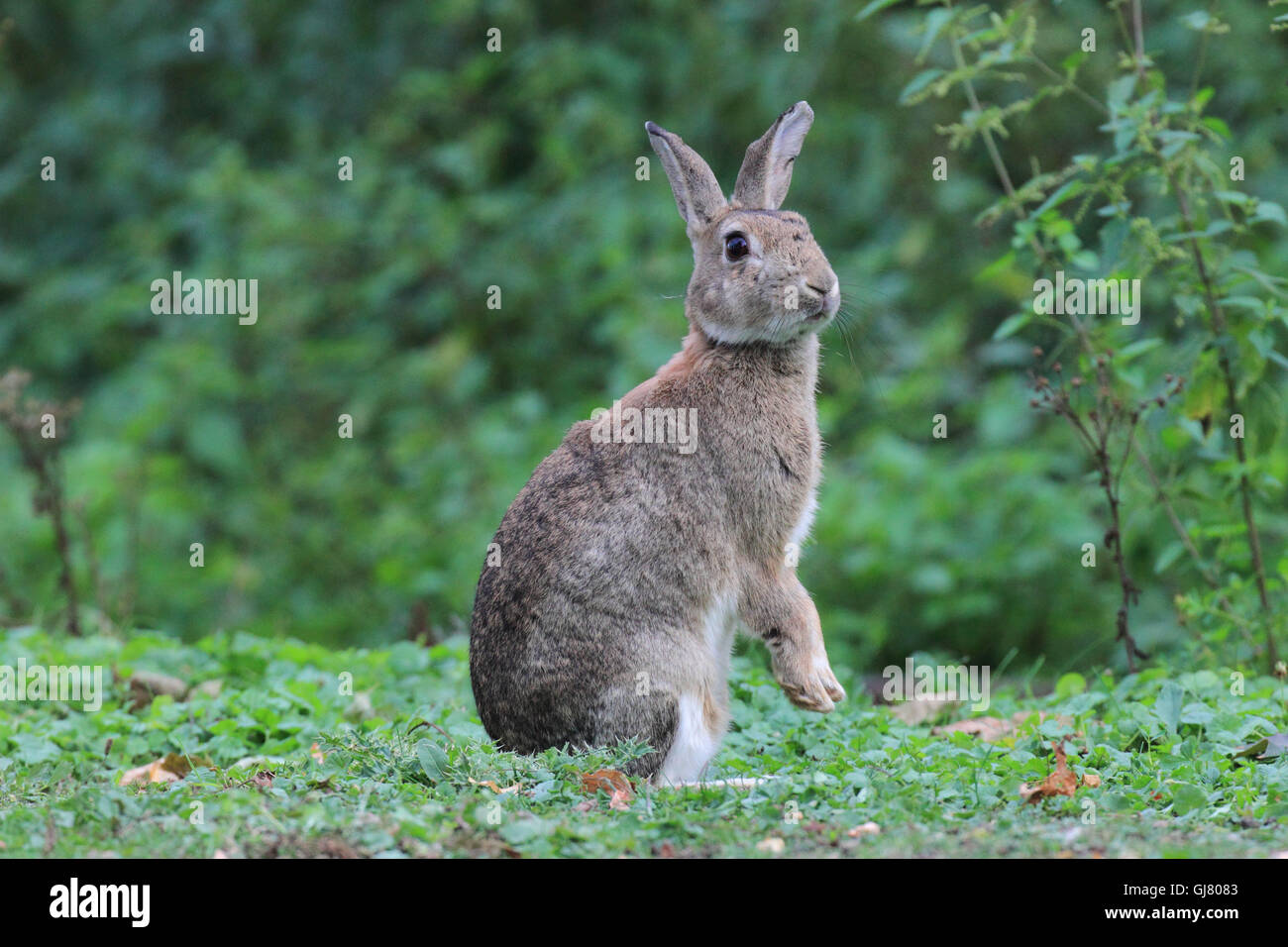 Lapin de garenne Banque D'Images