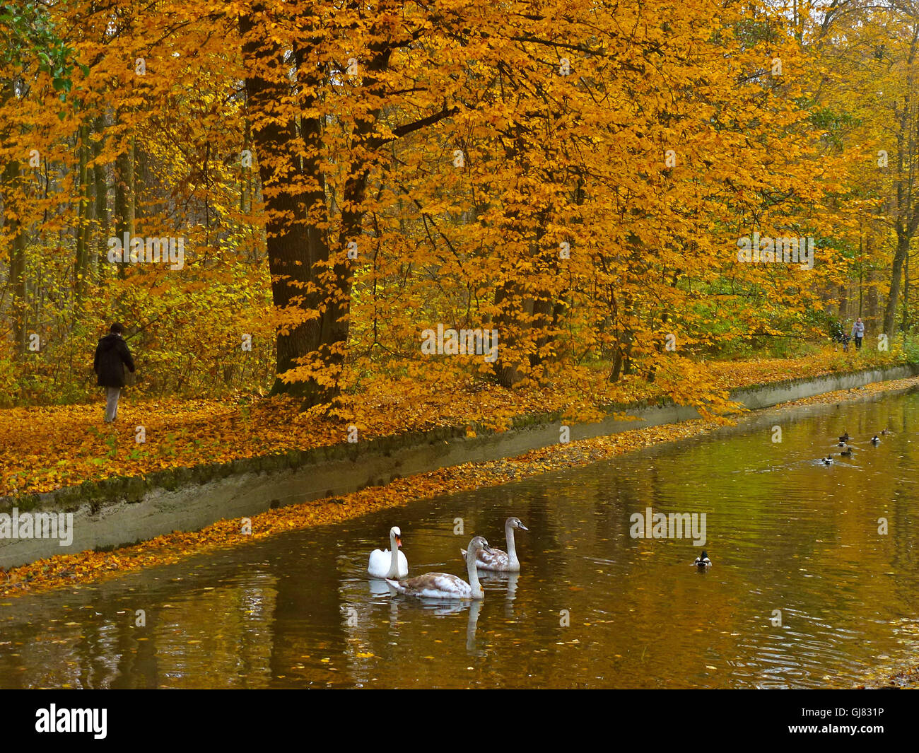 Allemagne, Berlin, Munich, parc du château de Nymphenburg, cygnes, automne Banque D'Images