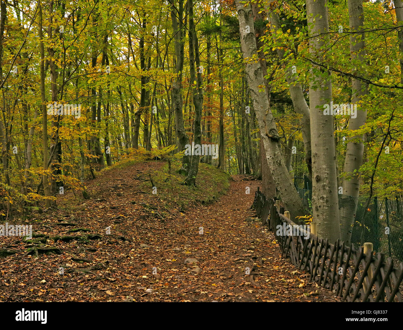 Allemagne, automne, Ostfildern, Hörndl-Wanderweg, sentier, Haute-Bavière Banque D'Images