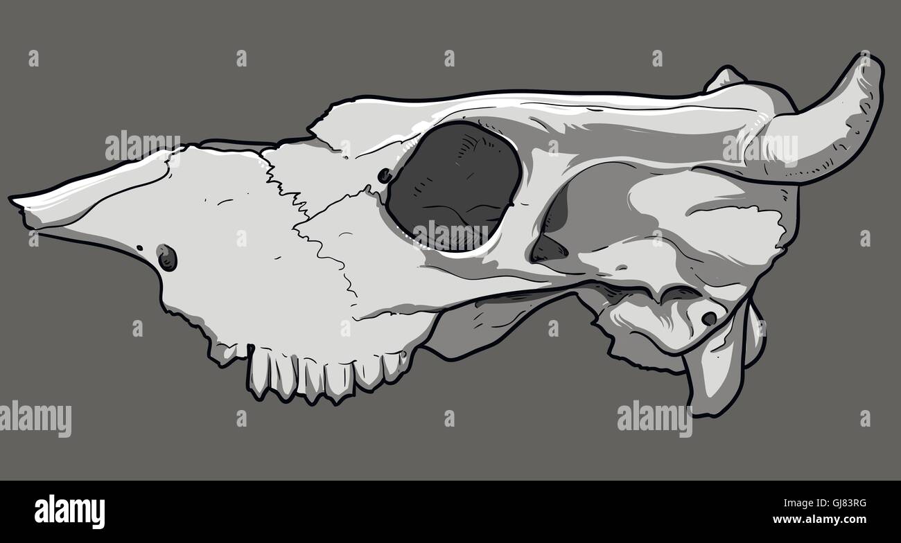 crâne animal Illustration de Vecteur