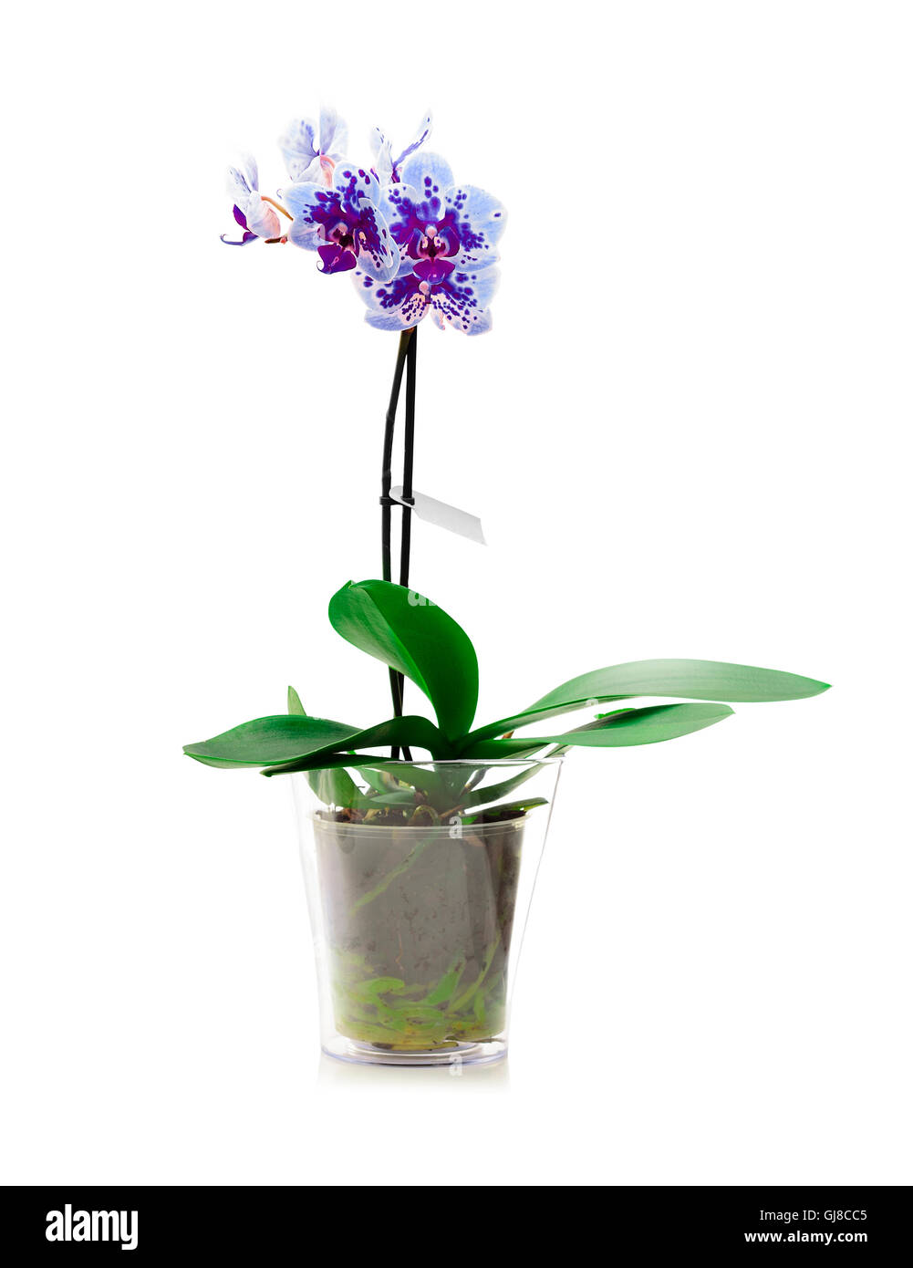 Orchid dans un pot de fleurs en verre sur fond blanc. Banque D'Images