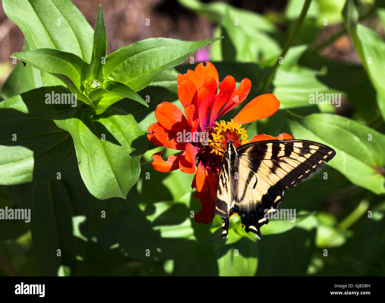 Swallowtail butterfly sur une fleur zinnia Banque D'Images