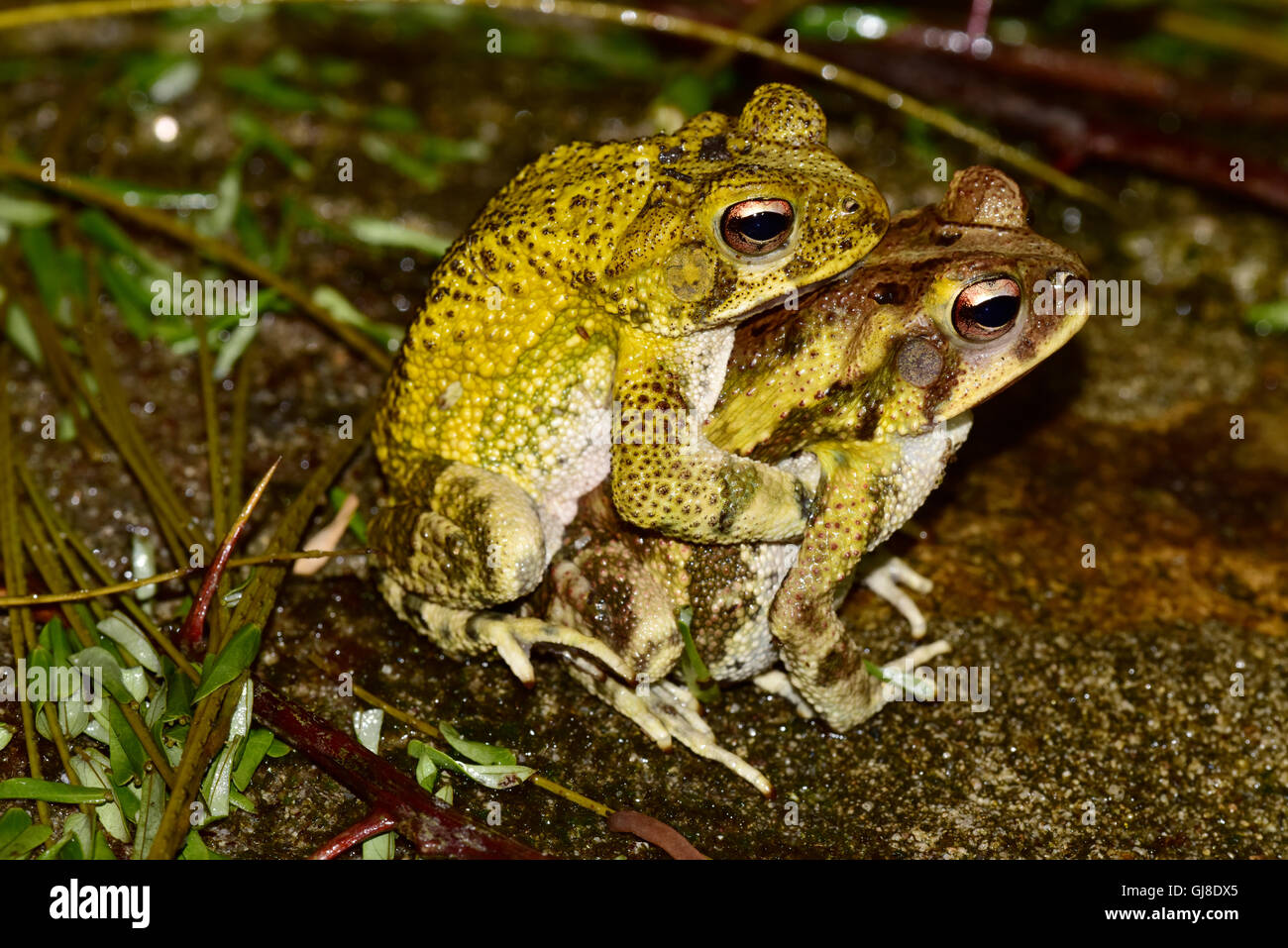 Crapaud marbré Incilius marmoreus El Tuito, Jalisco, Mexique 12 juin Adultes dans amplexis (accouplement). Bufonidae Wieg Banque D'Images
