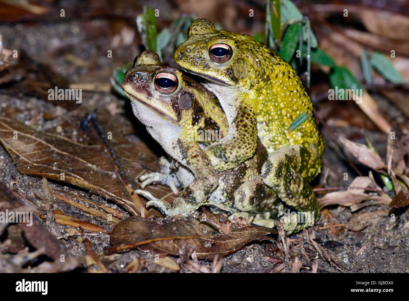 Crapaud marbré Incilius marmoreus El Tuito, Jalisco, Mexique 12 juin Adultes dans amplexis (accouplement). Bufonidae Wieg Banque D'Images