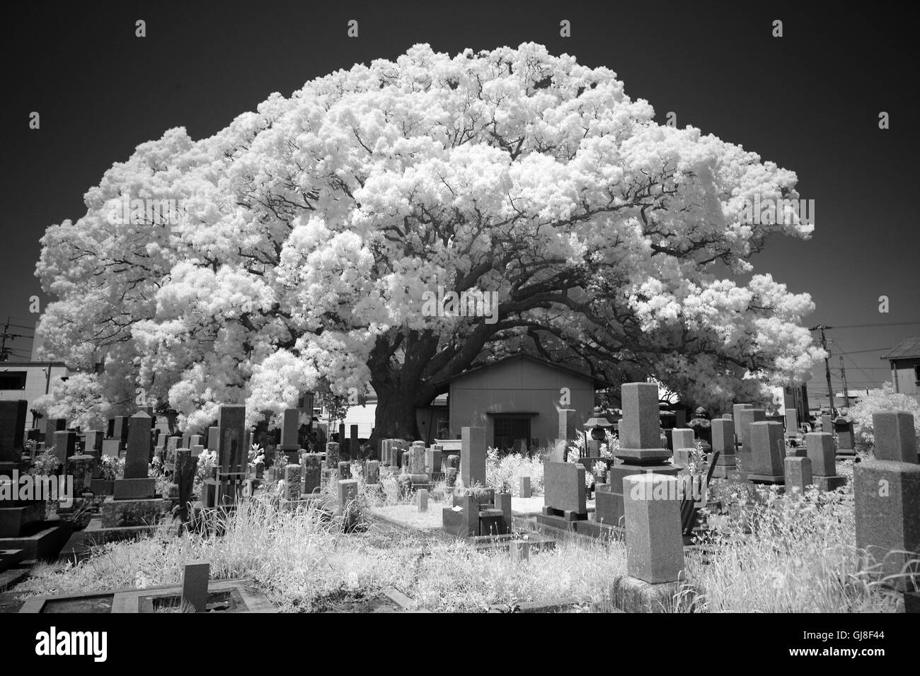 La photographie infrarouge, lonely tree dans le ciel sombre Banque D'Images