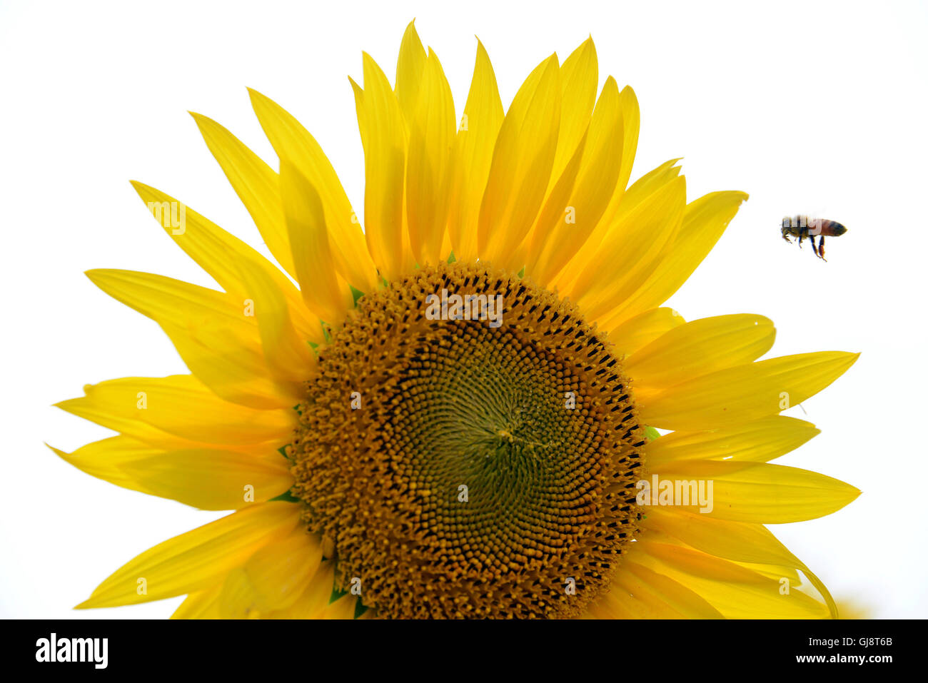 Zama, au Japon. 13e Août 2016. Une abeille vole à un tournesol à la Zama Zama dans Festival des tournesols dans la préfecture de Kanagawa le Samedi, 13 août, 2016. Vacanciers profiter de quelques 450 000 tournesols dans les champs à la période des vacances d'été. Credit : Yoshio Tsunoda/AFLO/Alamy Live News Banque D'Images