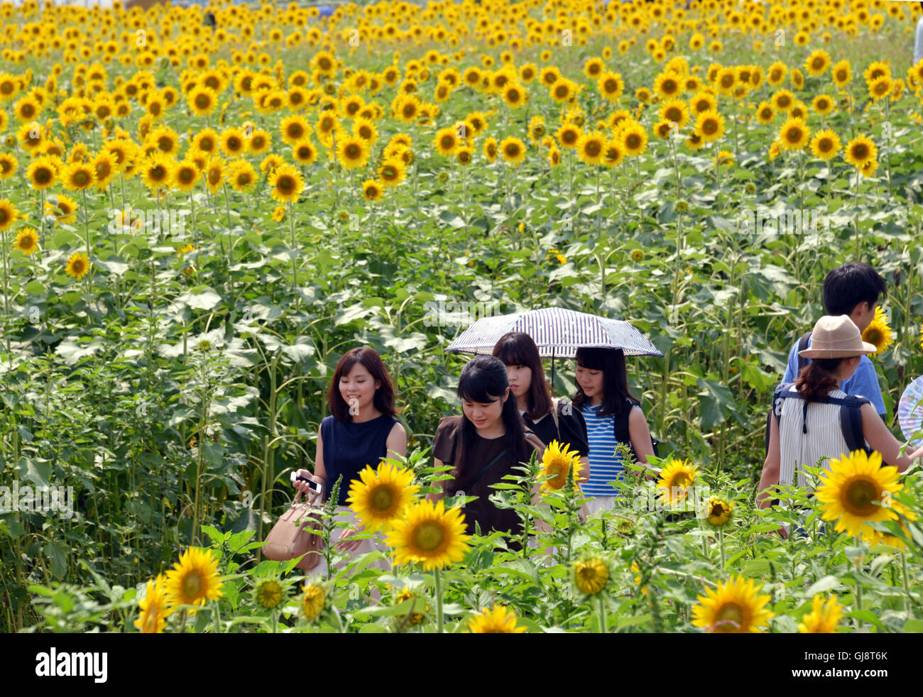 Zama, au Japon. 13e Août 2016. Les visiteurs marchent dans un champ de tournesols à la Zama Zama dans Festival des tournesols dans la préfecture de Kanagawa le Samedi, 13 août, 2016. Vacanciers profiter de quelques 450 000 tournesols dans les champs à la période des vacances d'été. Credit : Yoshio Tsunoda/AFLO/Alamy Live News Banque D'Images