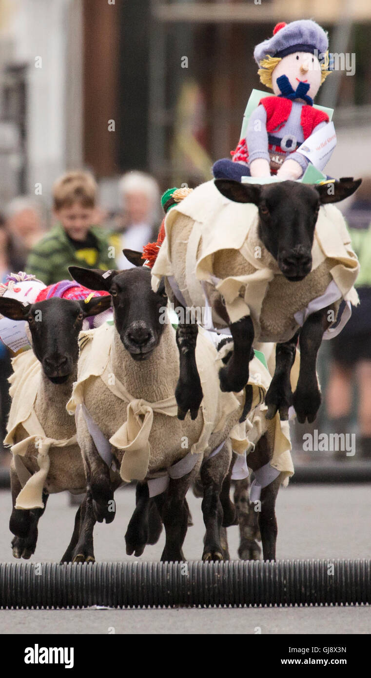 Moffat, en Écosse. 14 août, 2016. Moffat 2016 course de moutons moutons : racing sur Moffat Steet Haut Crédit : sud-ouest de l'ECOSSE/Alamy Images Live News Banque D'Images
