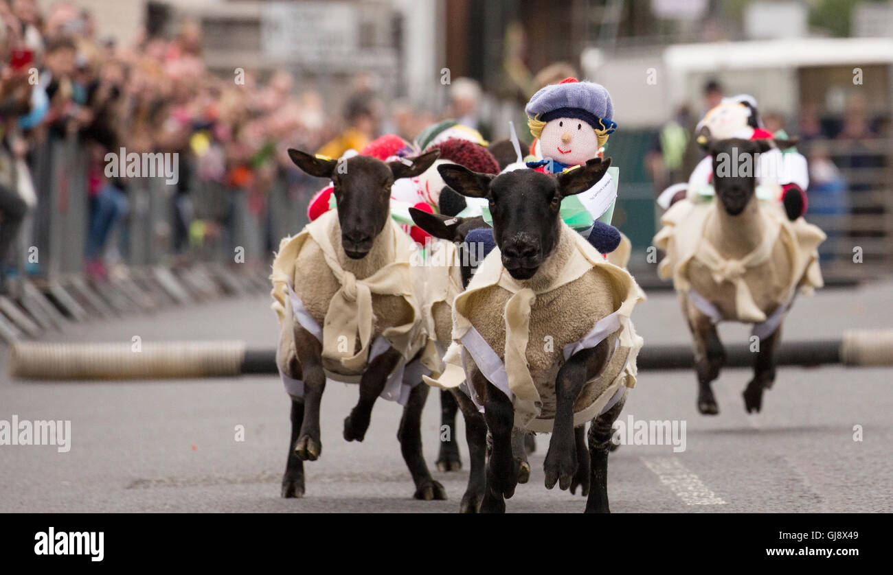 Moffat, en Écosse. 14 août, 2016. Moffat 2016 course de moutons moutons : Moffat griserie High Street Crédit : sud-ouest de l'ECOSSE/Alamy Images Live News Banque D'Images