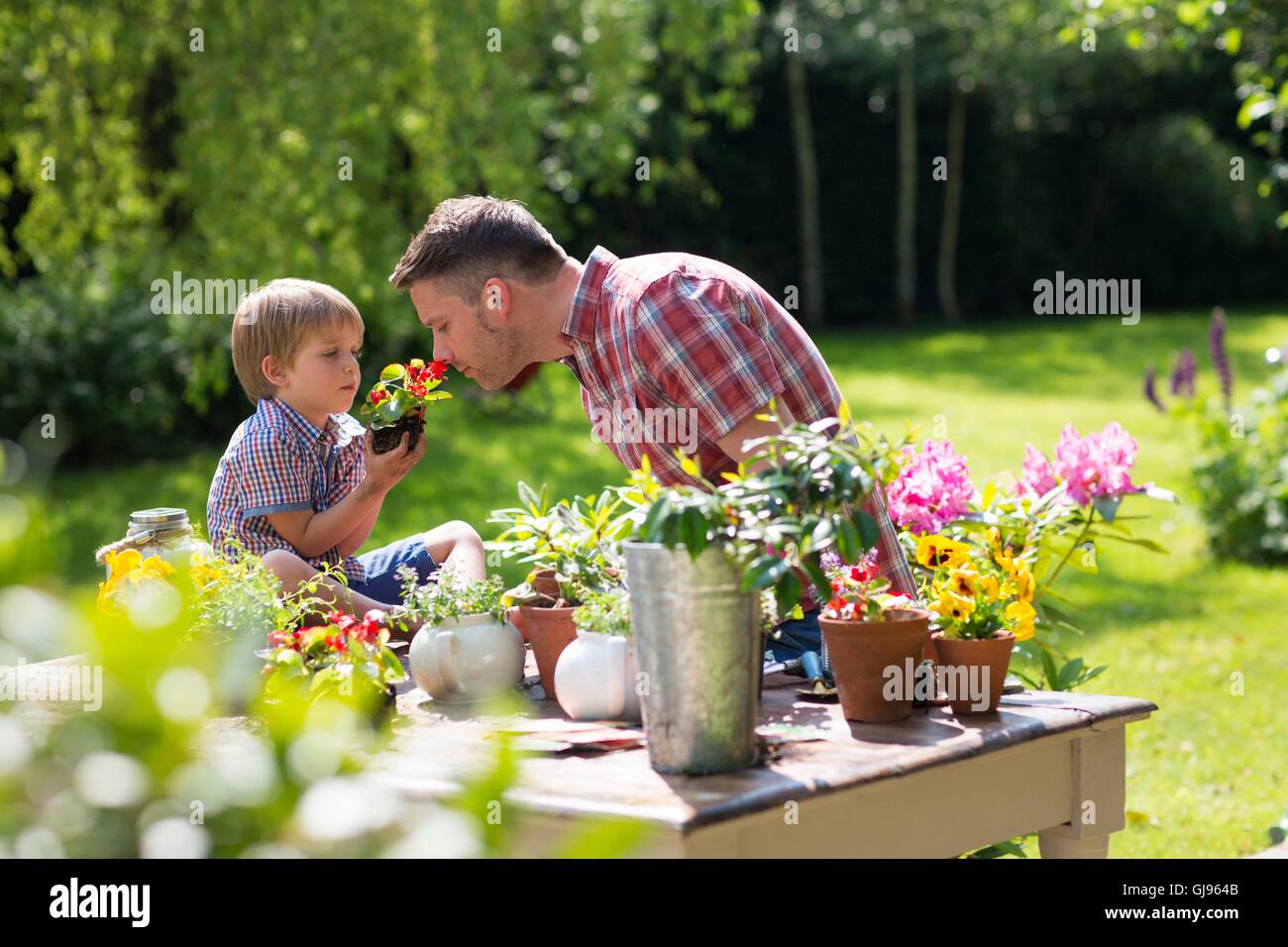 Parution de la propriété. Parution du modèle. Son holding plant, père d'essence de fleurs. Banque D'Images