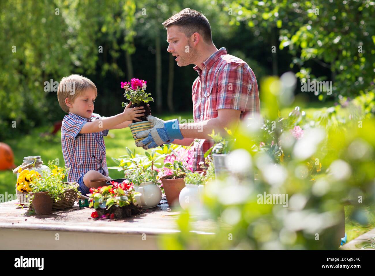 Parution de la propriété. Parution du modèle. Père et fils mettait plante en plante en pot. Banque D'Images