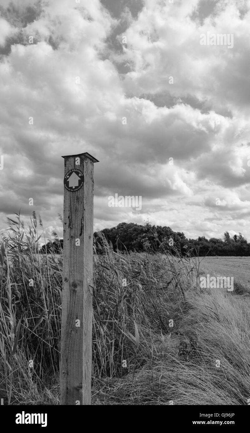 Sentier Public signer vu sur un post en bois menant les marcheurs à côté d'un grand champ de blé à la fin de l'été. Banque D'Images