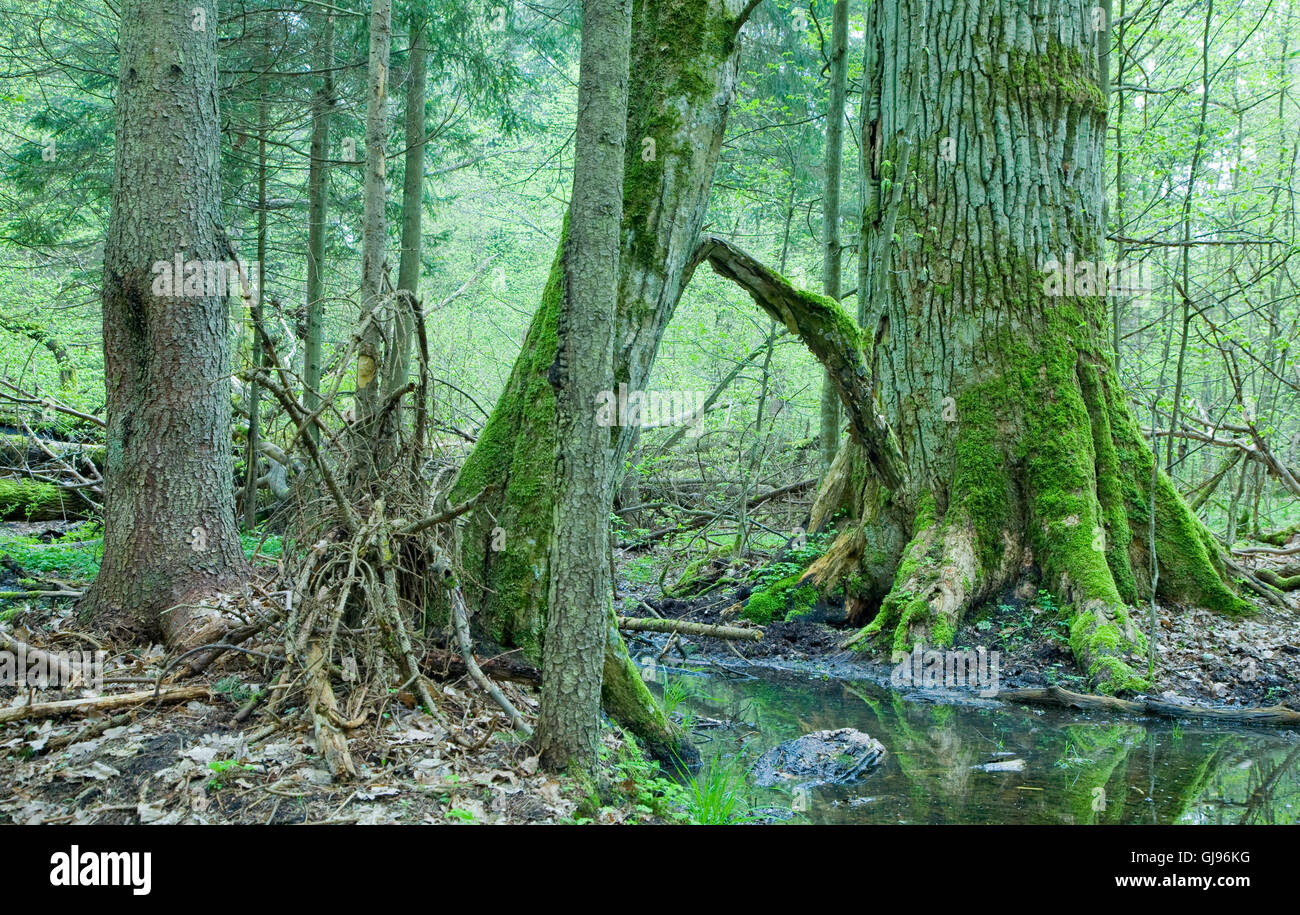 Printemps peuplement feuillu avec grand vieux chêne en arrière-plan, la forêt de Bialowieza, Pologne,Europe Banque D'Images