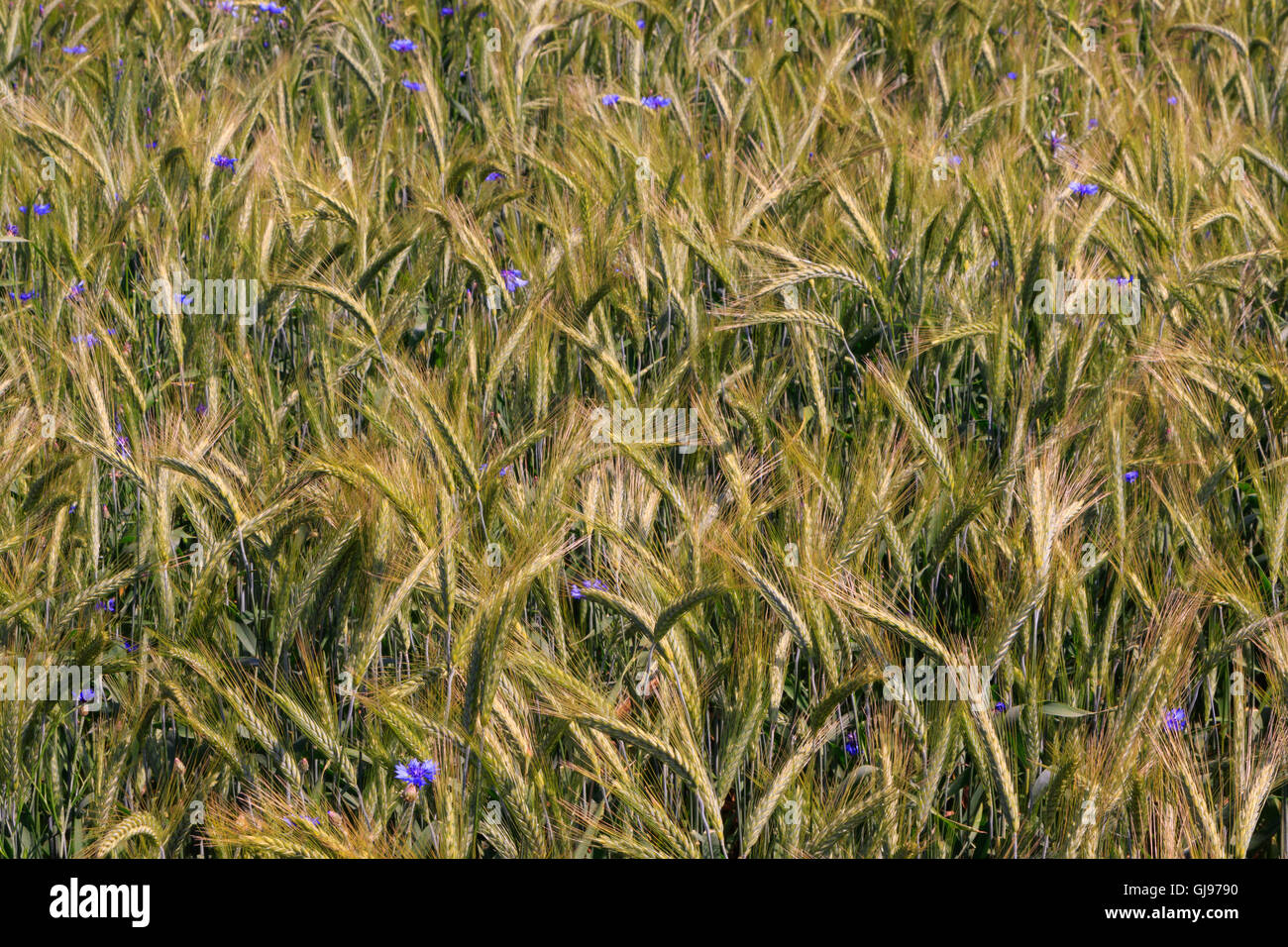 Le seigle (Secale cereale) oreilles libre avec barbeaux,Podlasie Région,Pologne,Europe Banque D'Images