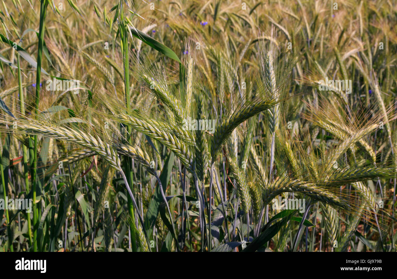 Le seigle (Secale cereale) oreilles libre avec barbeaux,Podlasie Région,Pologne,Europe Banque D'Images