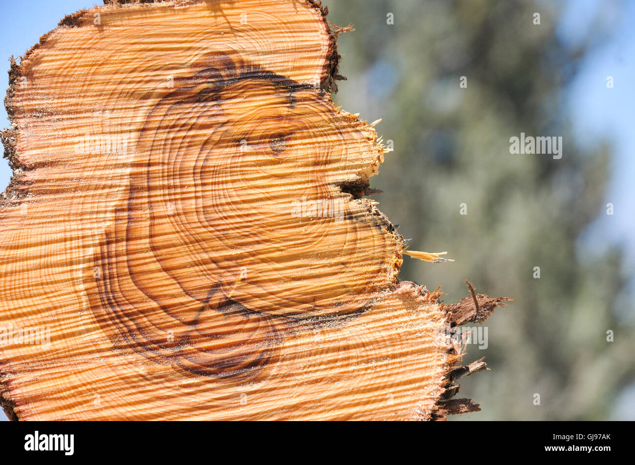 Près d'une section à travers un tronc d'arbre de pin Cette montre a marqué les anneaux de croissance. Anneaux visibles apparaissent à la suite de l'évolution de la gr Banque D'Images