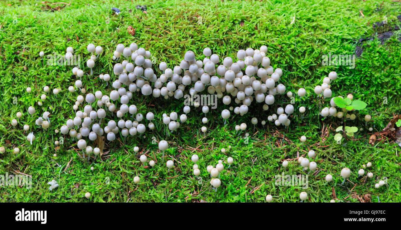 Bouquet de champignons d'automne se développe plus de souche moussue Banque D'Images