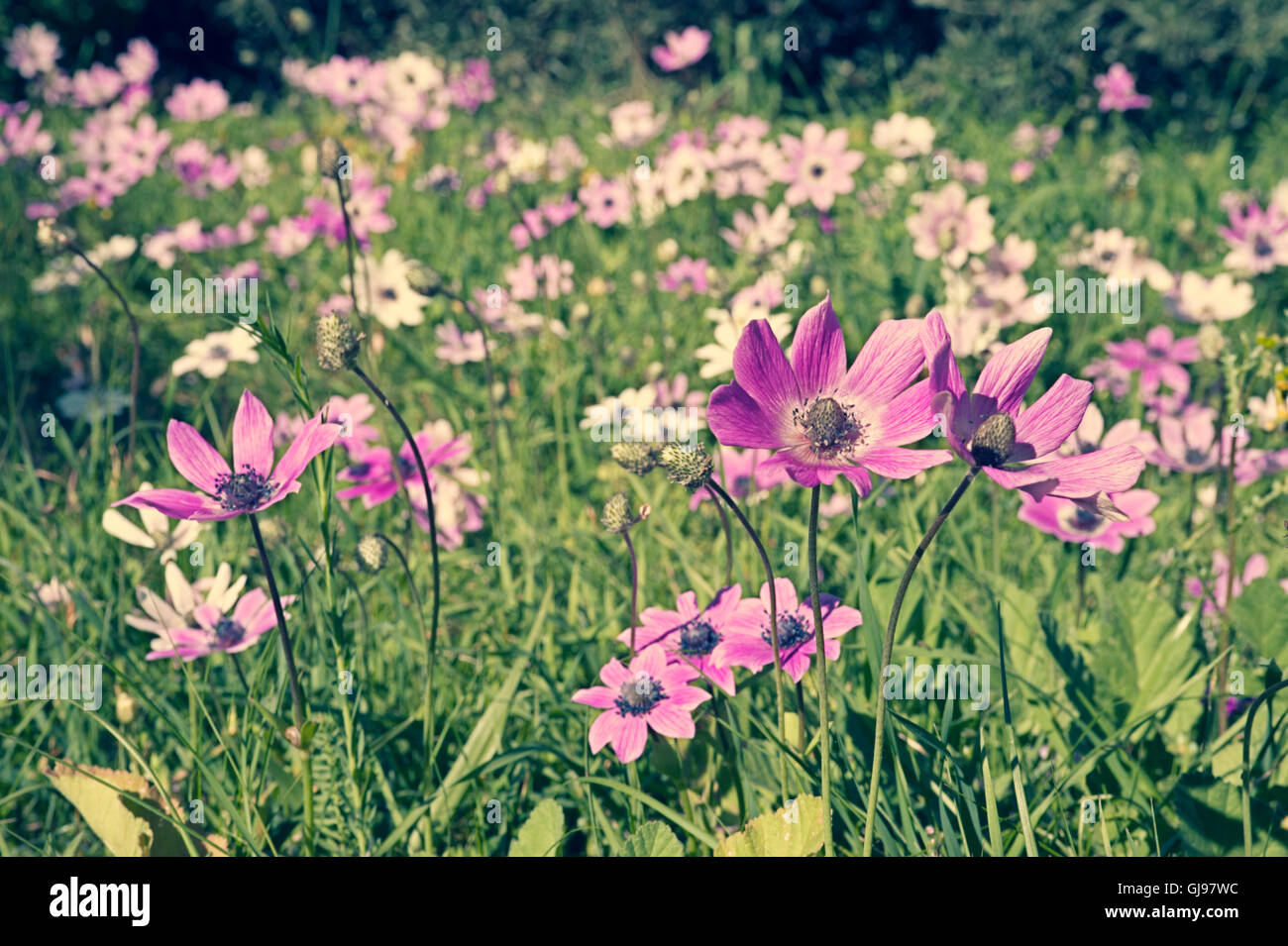 Les anémones sauvages (Anemone coronaria) croissant sur un pré Banque D'Images