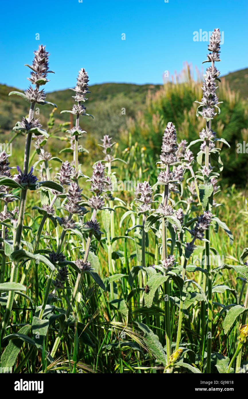 La sauge (Salvia officinalis) Banque D'Images