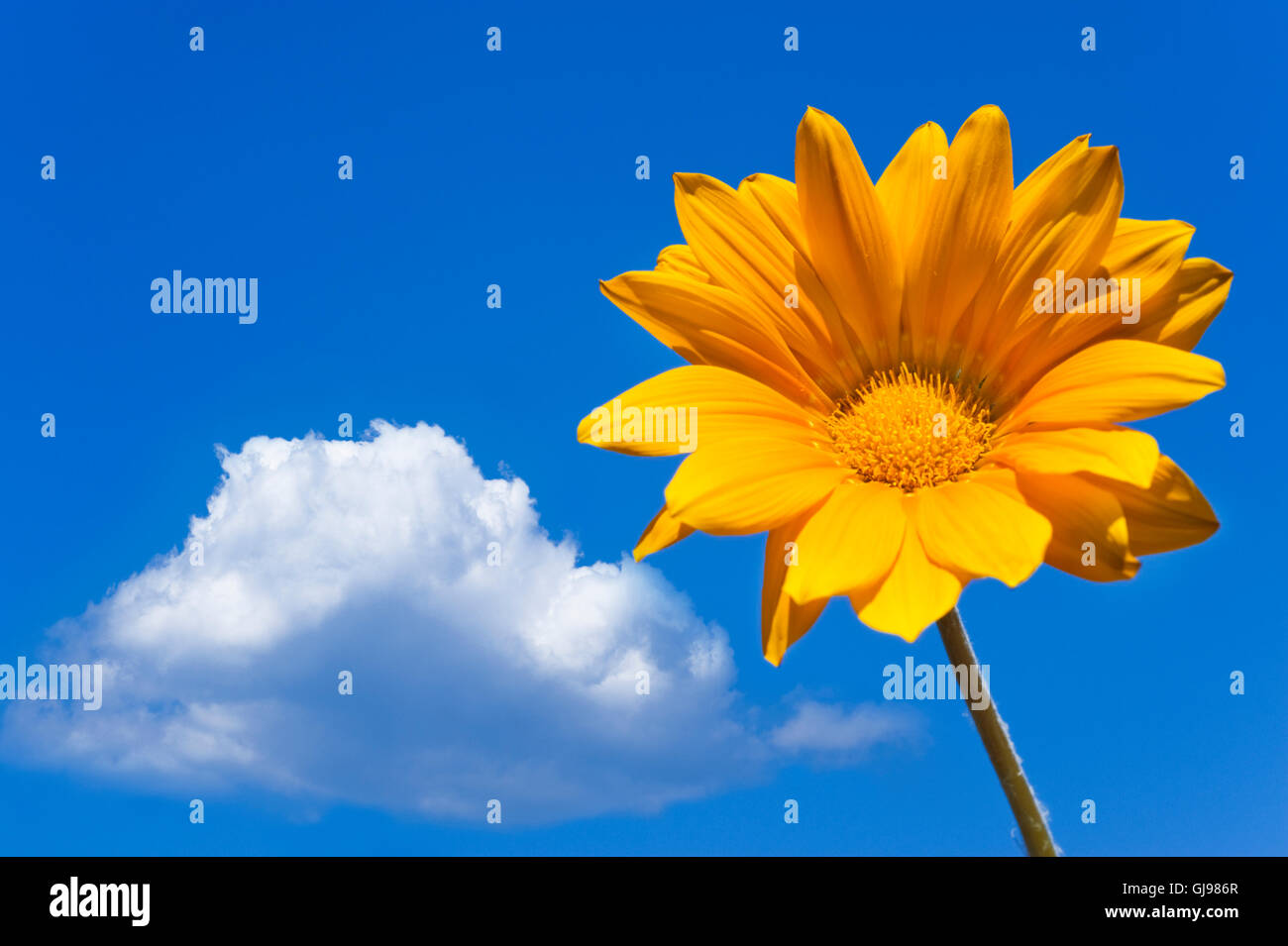 Cloudscape avec fleur jaune Banque D'Images