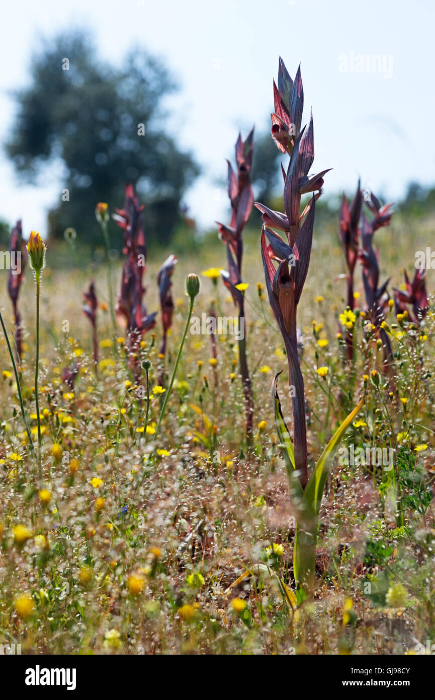 Des lèvres (Serapias vomeracea Serapias) sur la péninsule de Pelion, Grèce Banque D'Images
