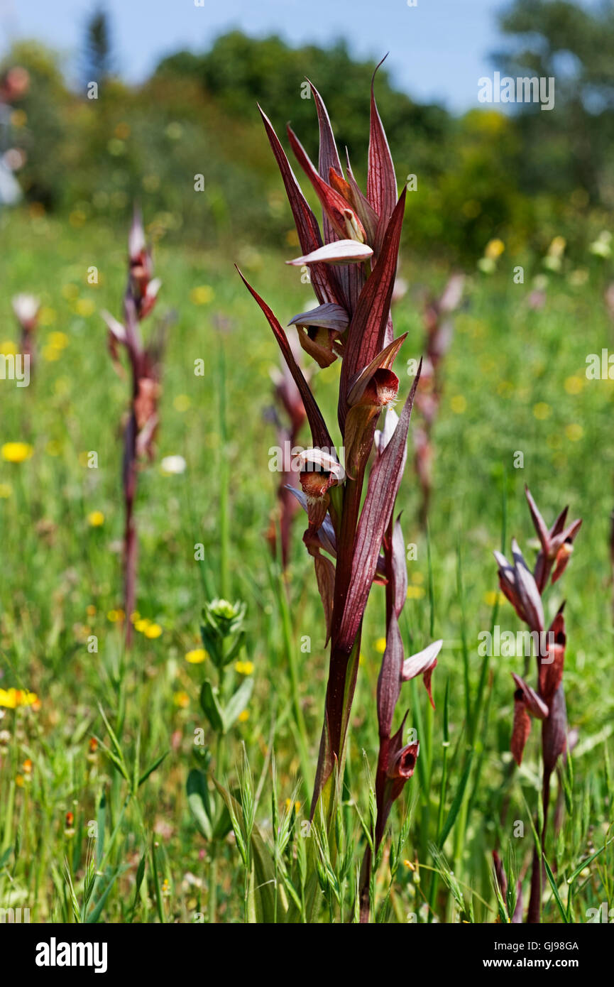 Des lèvres (Serapias vomeracea Serapias ) sur la péninsule de Pelion, Grèce Banque D'Images
